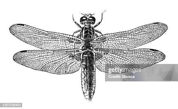 antique animal illustration: libellula depressa, broad-bodied chaser, broad-bodied darter - skimmer dragonfly stock illustrations