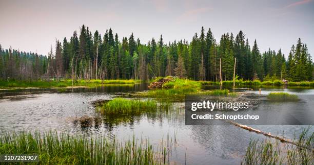 wetland mit beaver lodge - alberta, kanada - kanadischer biber stock-fotos und bilder