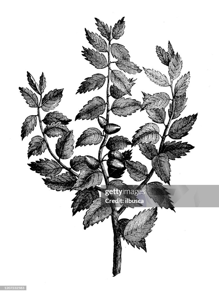 Antique botany illustration: Quercus suber, cork oak