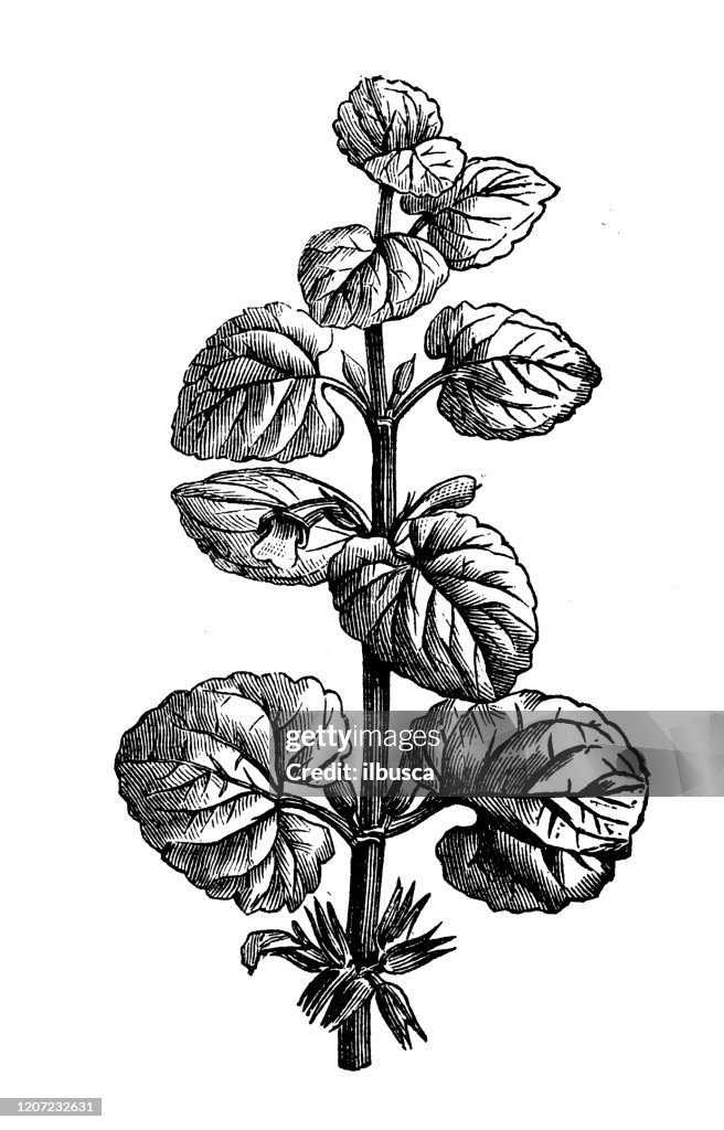 Antique botany illustration: Glechoma hederacea, ground ivy