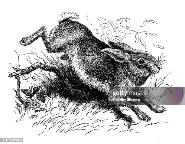 antique animal illustration: hare - hare stock illustrations