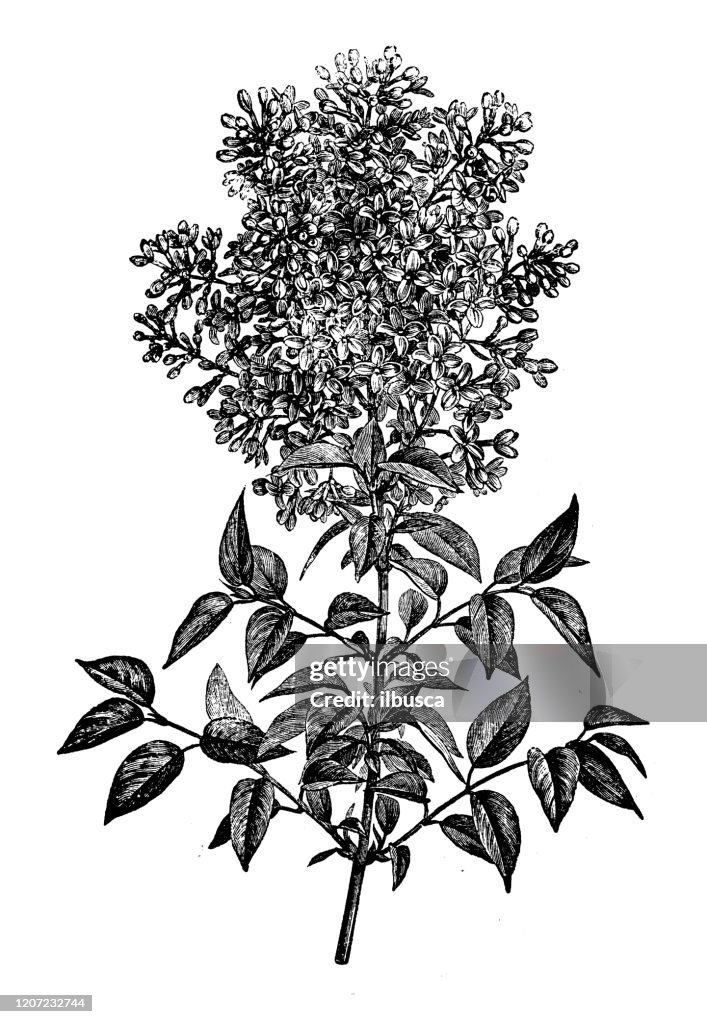 Antique botany illustration: Melia azedarach, chinaberry tree, Pride of India