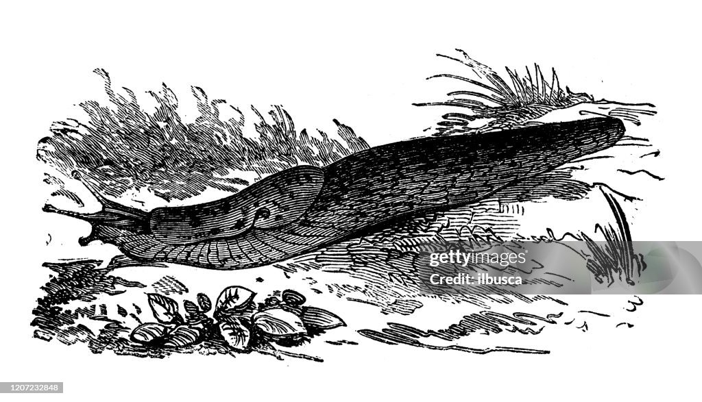 Ancient animal illustration: Deroceras agreste, field slug