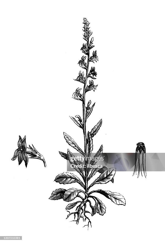 Antique botany illustration: Lobelia urens, heath lobelia, acrid lobelia