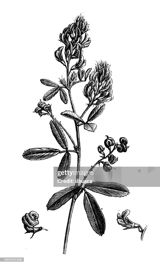 Antique botany illustration: Alfalfa, lucerne, Medicago sativa