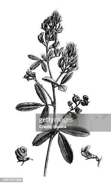 antique botany illustration: alfalfa, lucerne, medicago sativa - medicago sativa stock illustrations