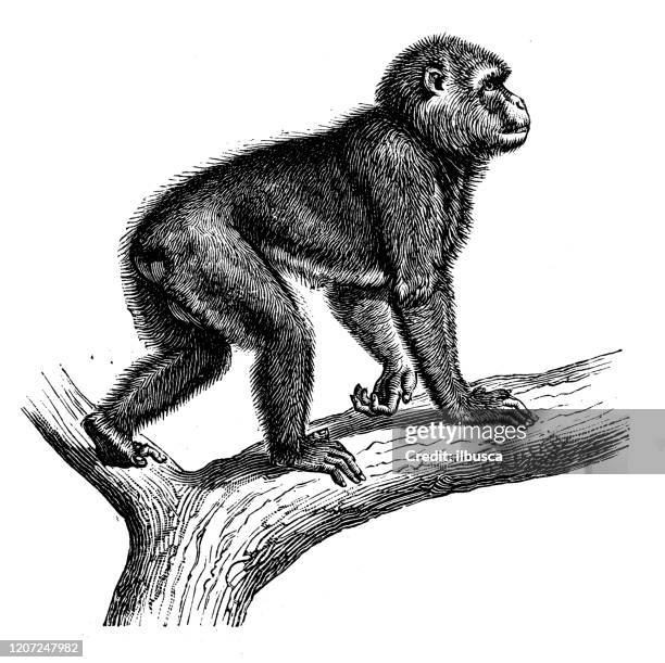 antique animal illustration: - macaque stock illustrations