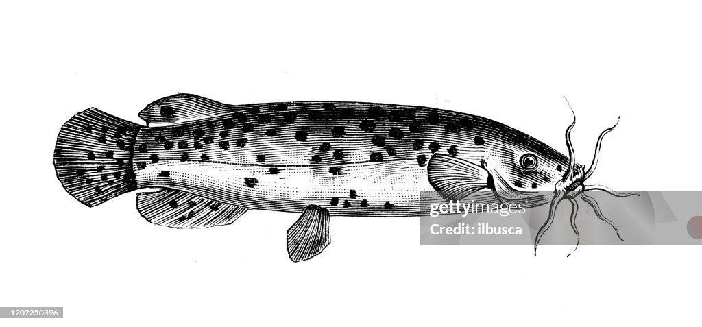 Antique animal illustration: Malapterurus electricus, electric catfish