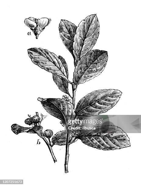 antique botany illustration: yerba mate, ilex paraguariensis - yerba mate stock illustrations