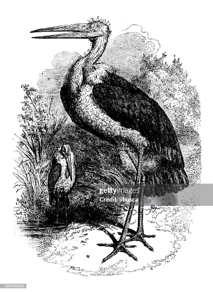 Antique animal illustration: marabou stork (Leptoptilos crumenifer)
