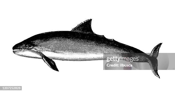 illustrazioni stock, clip art, cartoni animati e icone di tendenza di illustrazione animale antica: focena del porto (phocoena phocoena) - harbour porpoise