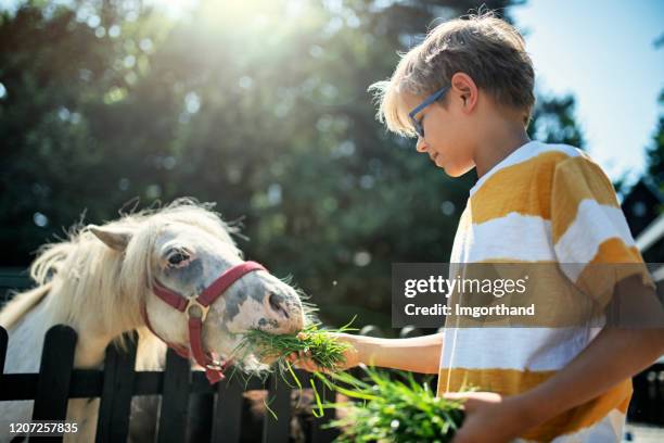 weinig jongen die pony met gras voedt - zoo stockfoto's en -beelden