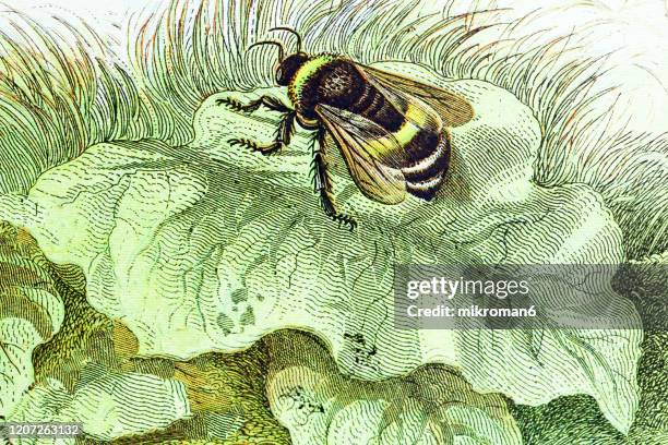 old engraved illustration of a common humble bee. antique illustration, popular encyclopedia published 1894. copyright has expired on this artwork - bumblebee stock pictures, royalty-free photos & images