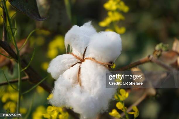 fluffy cotton ball of cotton plant - cotton plant stock-fotos und bilder