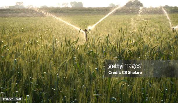 irrigation system watering a wheat field, india. - running water stock-fotos und bilder