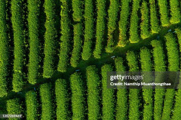 aerial view of tea plantation under the sunlight, the row of tea plant shows the bright of nature and green of tea leaf makes people feel relaxation. - green tea plantation leaves stock-fotos und bilder