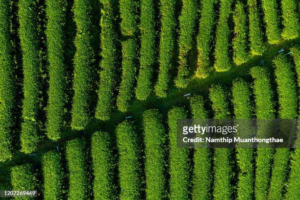 aerial view of tea plantation under the sunlight, the row of tea plant shows the bright of nature and green of tea leaf makes people feel relaxation. - green tea leaves stockfoto's en -beelden