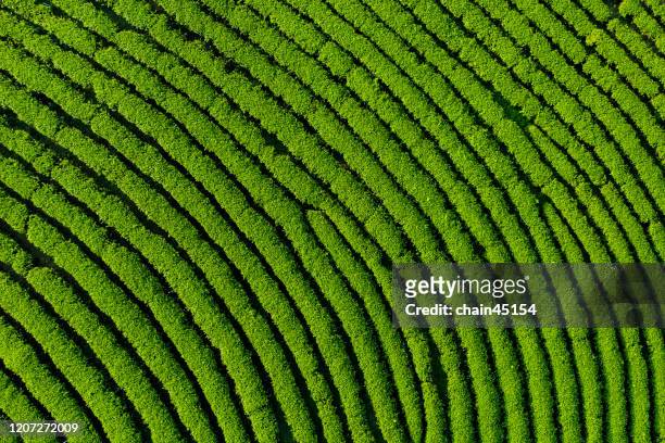 aerial view of tea plantation in the morning sunlight. - cameroon stock-fotos und bilder