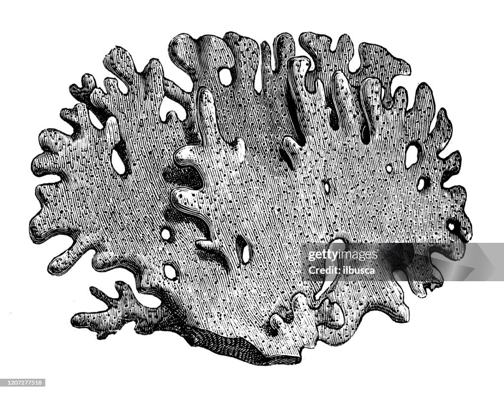Antique botany illustration: Millepora alcicornis, sea ginger