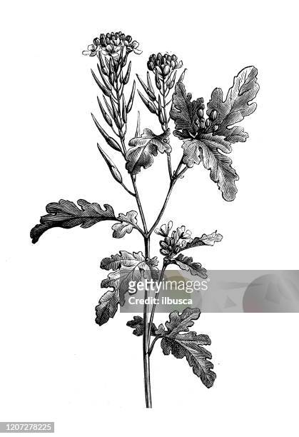 antique botany illustration: white mustard (sinapis alba) - bok choy stock illustrations