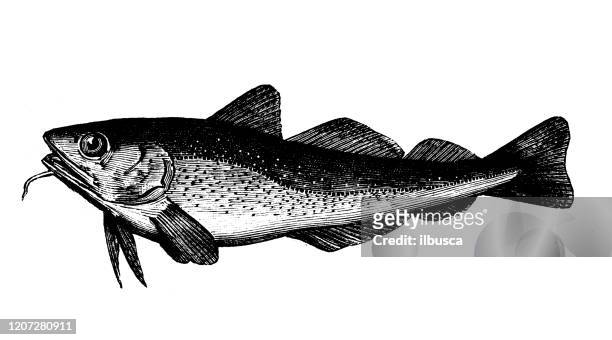 antique animal illustration: atlantic cod (gadus morhua) - pacific cod stock illustrations