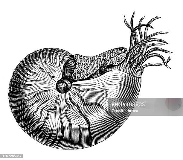 antique animal illustration: chambered nautilus, nautilus pompilius, pearly nautilus - nautilus stock illustrations