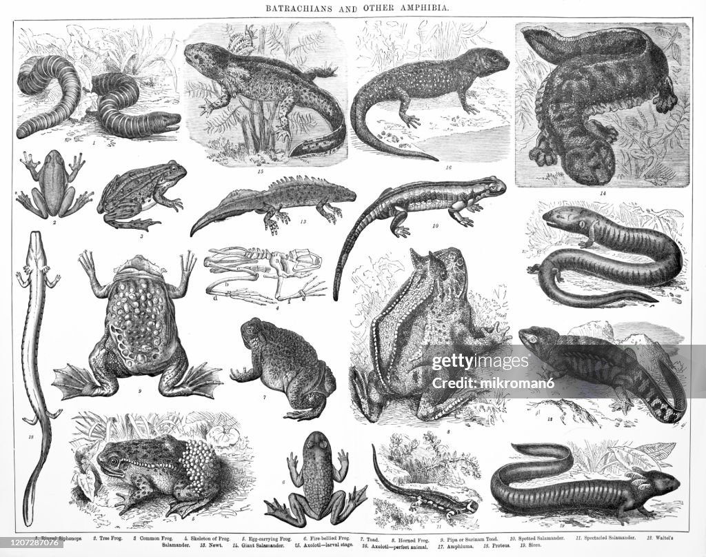 Species, Classification of Batrachians and other Amphibia - Osseous Fishes. Antique Illustration, Published 1894