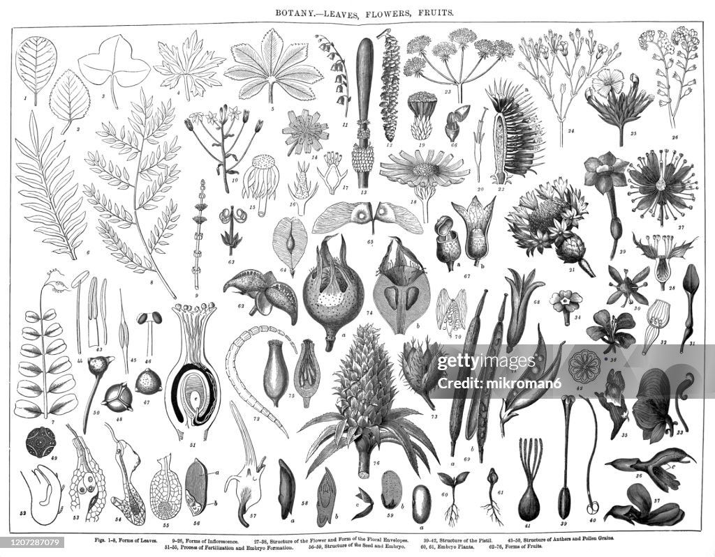 Old engraved illustration of a Botany - Leaves, Flowers, Fruits. Antique Illustration, Popular Encyclopedia Published 1894. Copyright has expired on this artwork