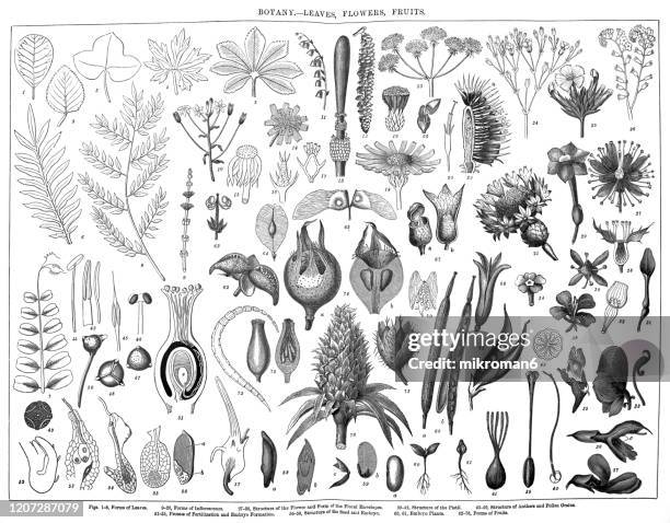 old engraved illustration of a botany - leaves, flowers, fruits. antique illustration, popular encyclopedia published 1894. copyright has expired on this artwork - black and white floral background stock pictures, royalty-free photos & images
