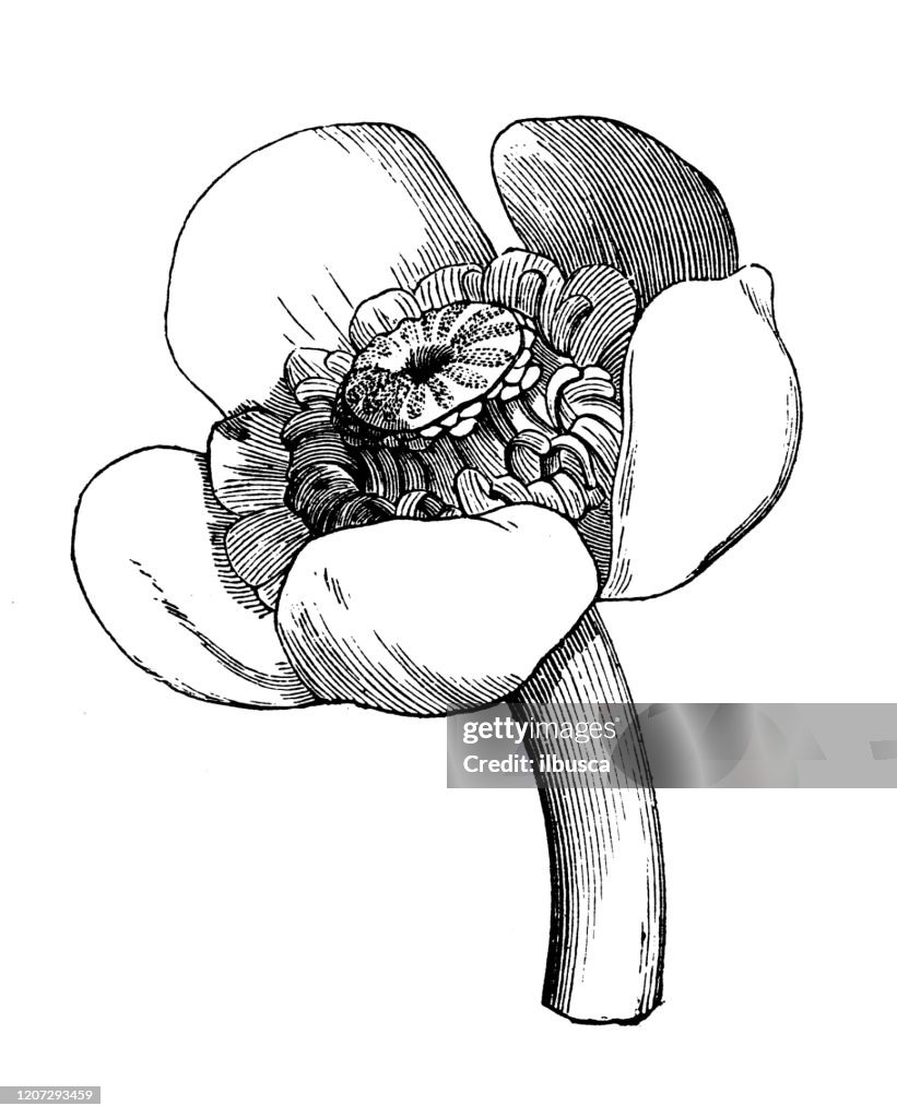 Antique botany illustration: Nuphar lutea, yellow water-lily