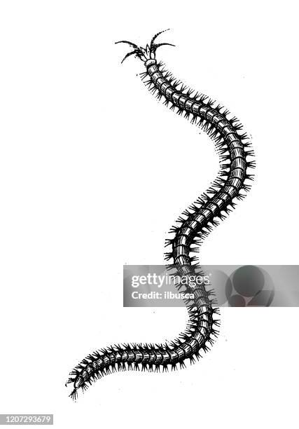 antique animal illustration: nereide - centipede stock illustrations