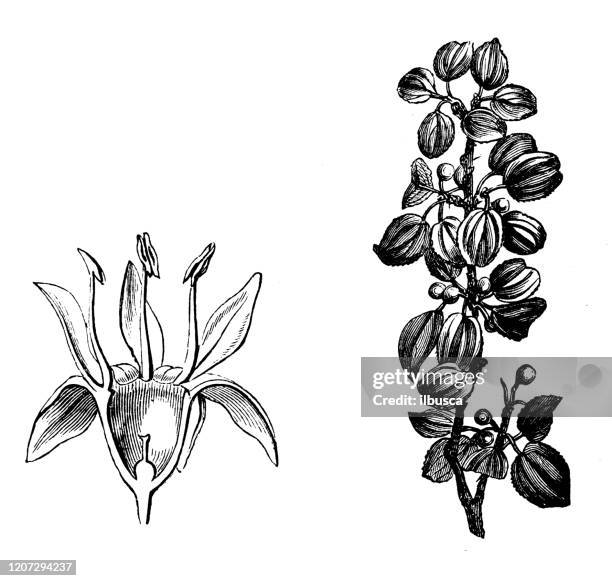antique botany illustration: rhamnus cathartica, buckthorn - rhamnus cathartica stock illustrations