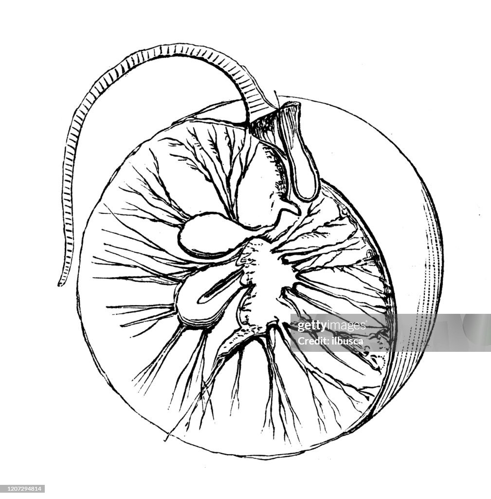 Antik djurillustration: Noctiluca scintillans, havsglitter