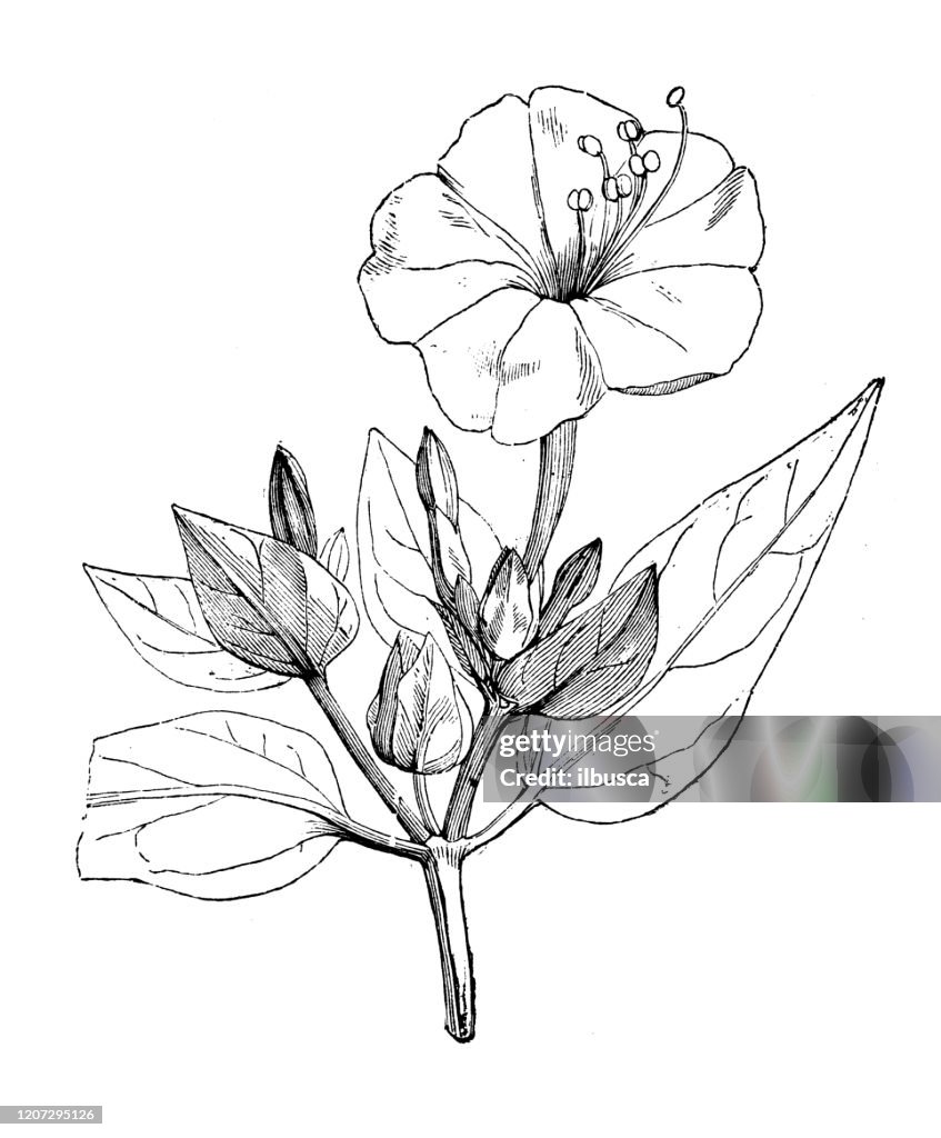 Antique botany illustration: Mirabilis jalapa, marvel of Peru