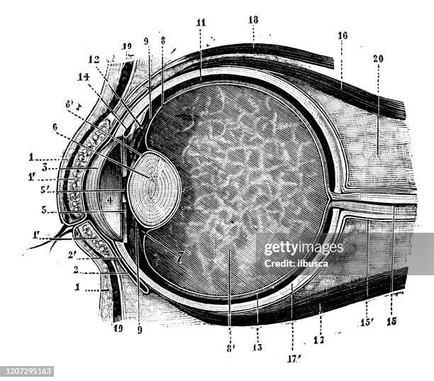 antique illustration: human eye - eyesight diagram stock illustrations