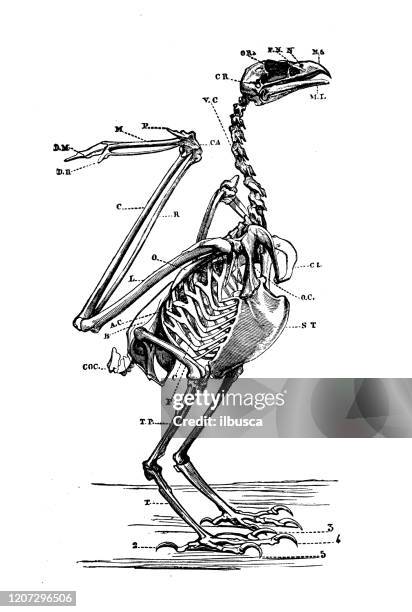 ilustraciones, imágenes clip art, dibujos animados e iconos de stock de ilustración animal antigua: esqueleto de águila marina - esqueleto de animal