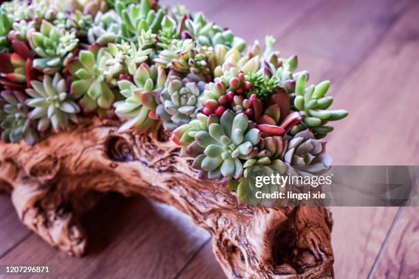 succulents on wooden flowerpot in room - lisianthus stock pictures, royalty-free photos & images