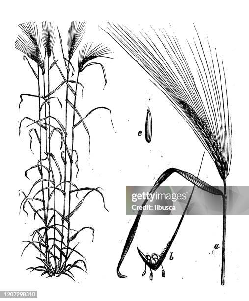 antique botany illustration: barley (hordeum vulgare) - barley stock illustrations