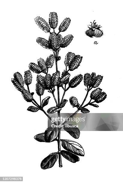 antique botany illustration: marjoram (origanum majorana) - origanum stock illustrations
