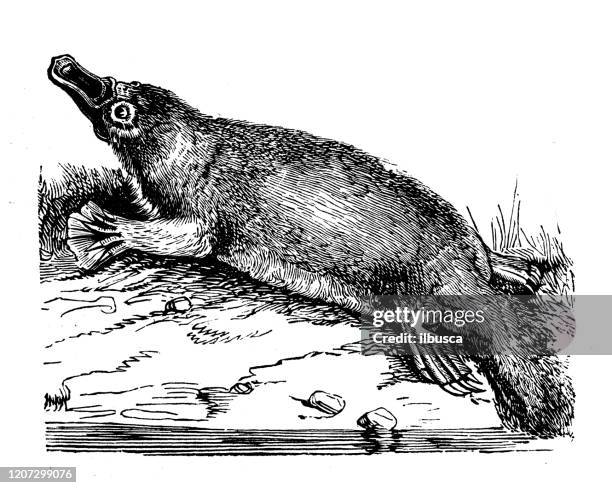 antique animal illustration: platypus (ornithorhynchus anatinus) - platypus stock illustrations