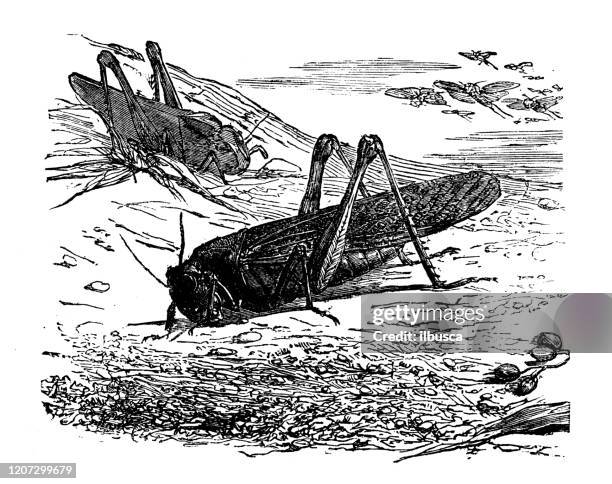 antique animal illustration: cricket - cricket insect illustration stock illustrations