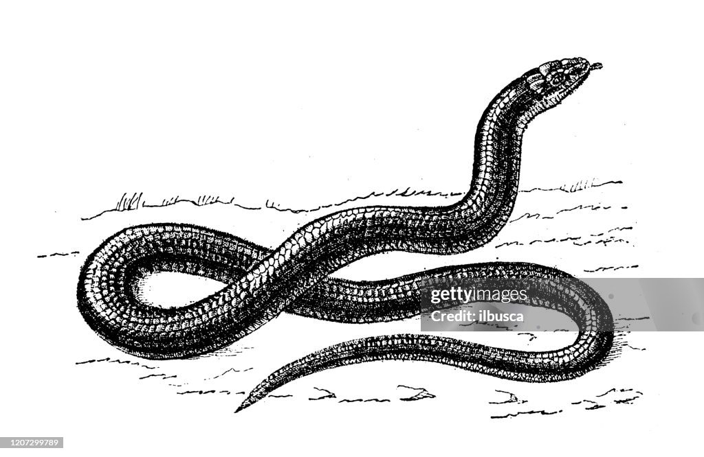Antique animal illustration: Anguis fragilis, deaf adder, slowworm