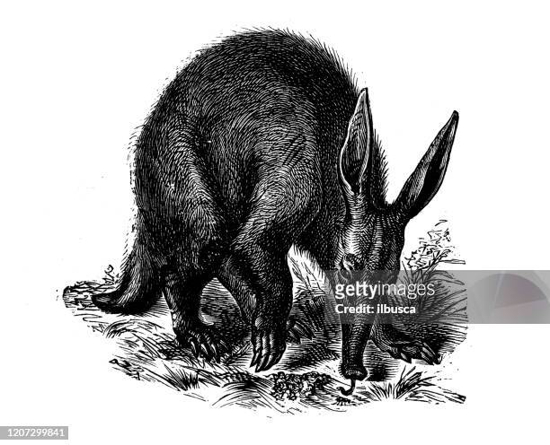 antike tier-illustration: aardvark (orycteropus afer) - ameisenbär stock-grafiken, -clipart, -cartoons und -symbole