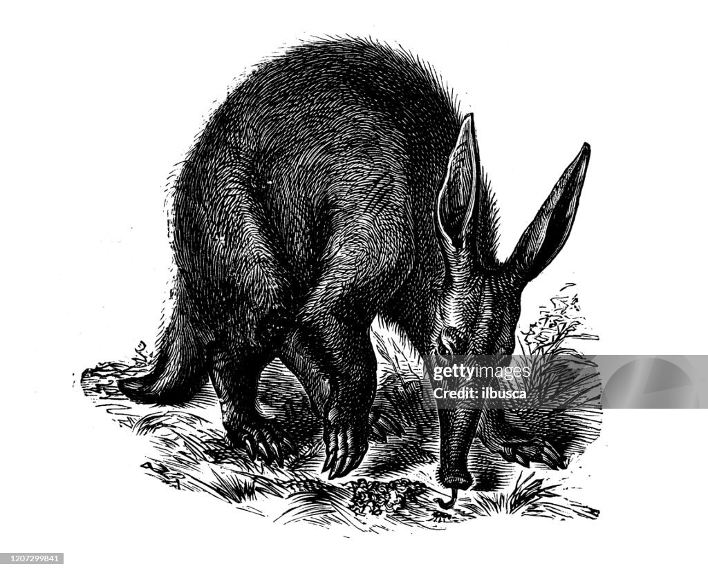 Antique animal illustration: aardvark (Orycteropus afer)