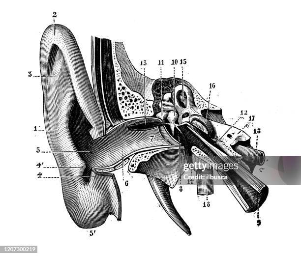 antique illustration: human ear - ear diagram stock illustrations