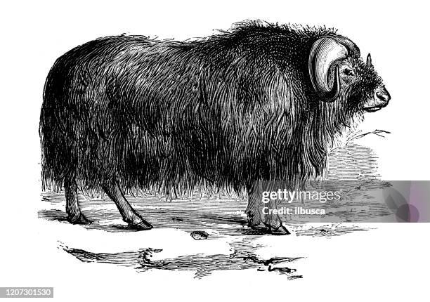 illustrations, cliparts, dessins animés et icônes de illustration animale antique : bmuseux (ovibos moschatus) - musk ox