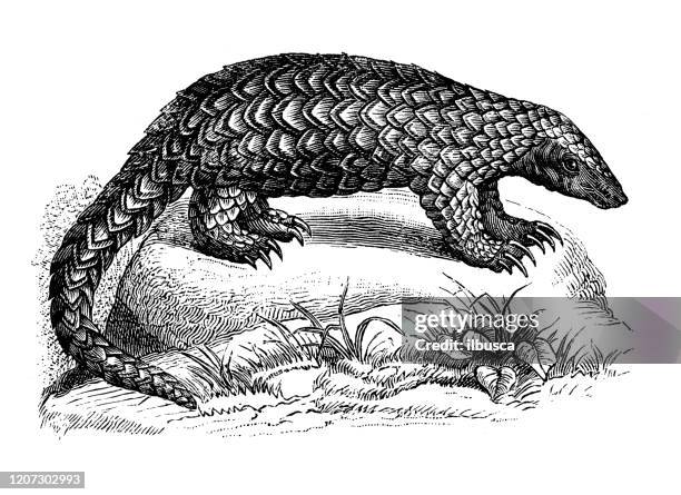 antique animal illustration: pangolin - pangolin stock illustrations