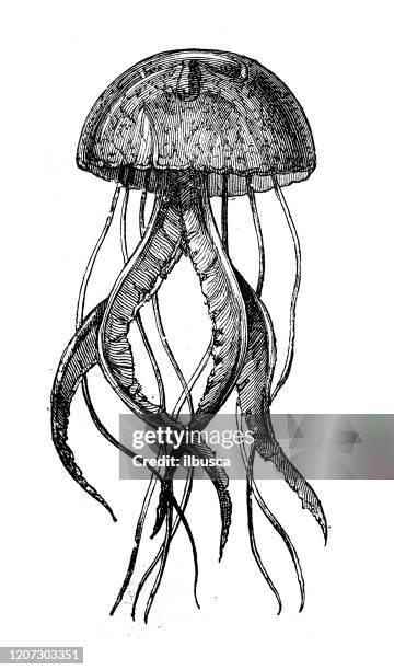 ilustraciones, imágenes clip art, dibujos animados e iconos de stock de ilustración animal antigua: medusas - medusa cnidario