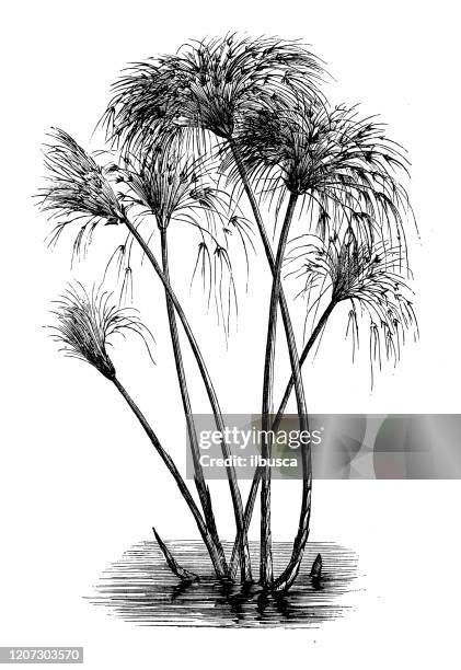 古董植物學插圖：西帕魯斯紙草（紙草） - papyrus 幅插畫檔、美工圖案、卡通及圖標