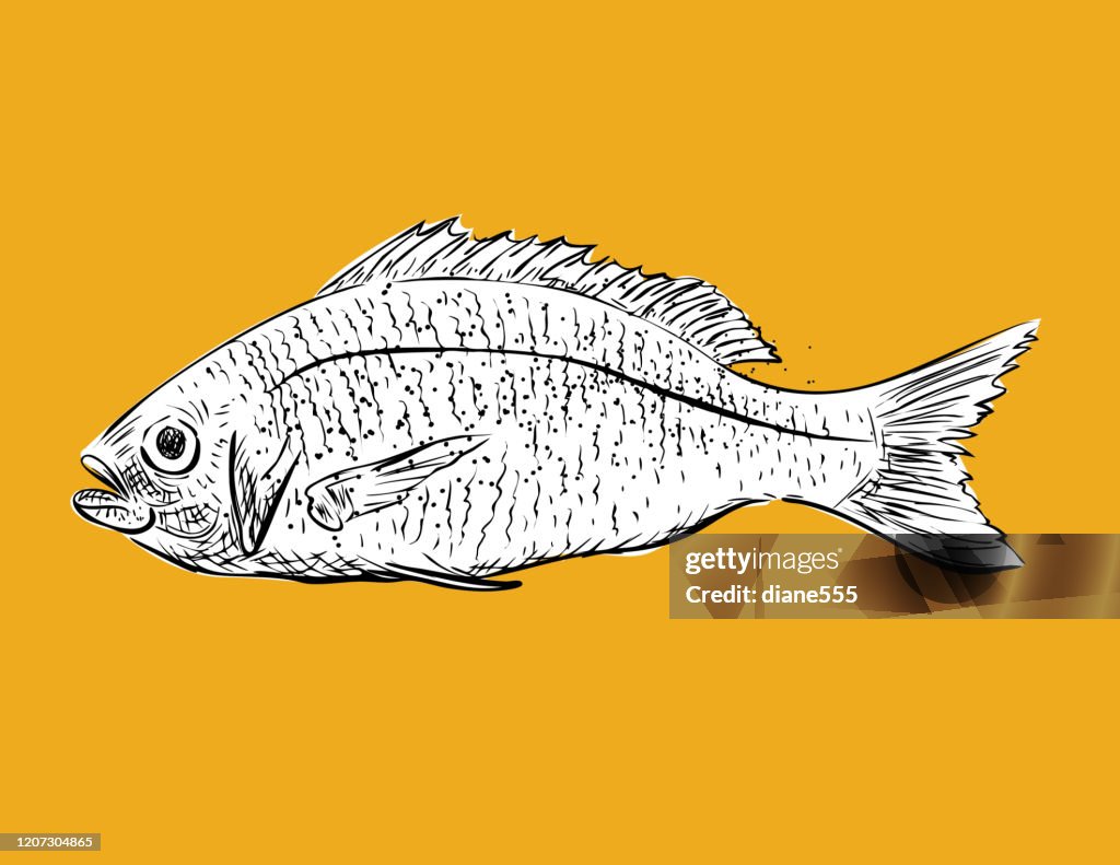 Hand Drawn Engraving Styel Food: Fish